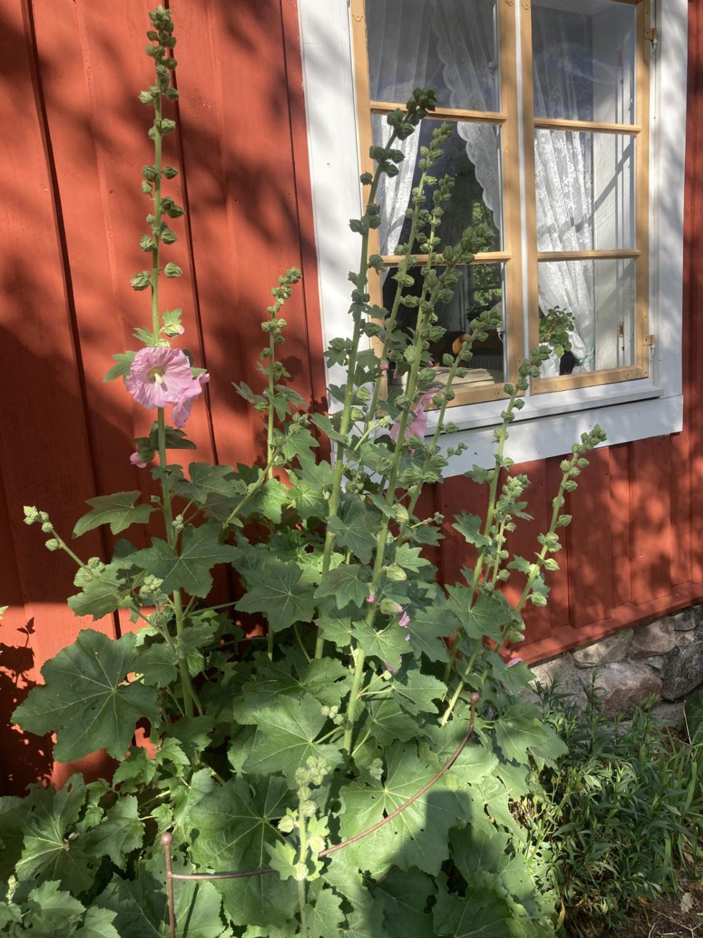 Thorstorps Gard B&B Söderköping Εξωτερικό φωτογραφία